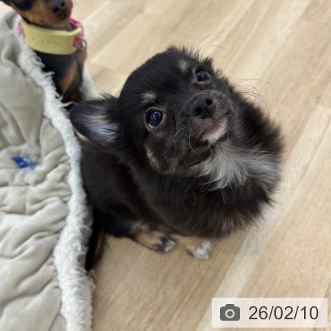 大阪府のチワワ(ロング) (ペットプラス 松原店/2025年11月7日生まれ/女の子/ブラックタン)の子犬の4枚目の画像