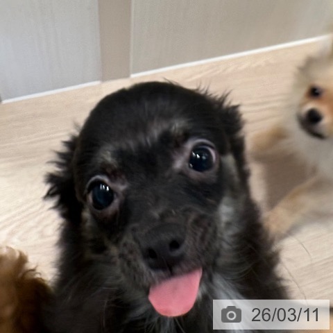 和歌山県のチワワ(ロング) (ペットプラス 和歌山店/2025年11月7日生まれ/女の子/ブラックタン)の子犬の4枚目の画像