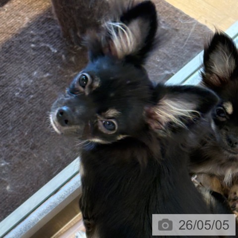 チワワの写真
