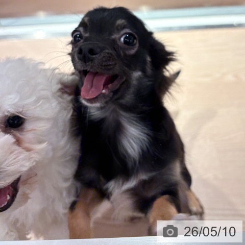 チワワの写真
