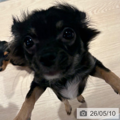 チワワの写真