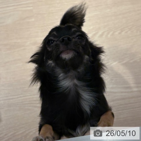 チワワの写真