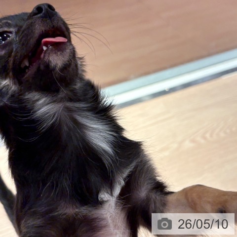 チワワの写真
