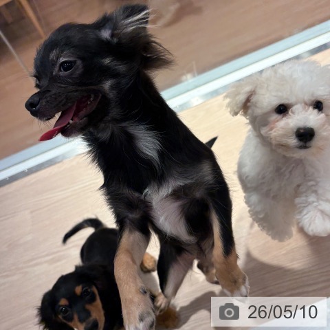 チワワの写真