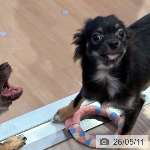 チワワの写真