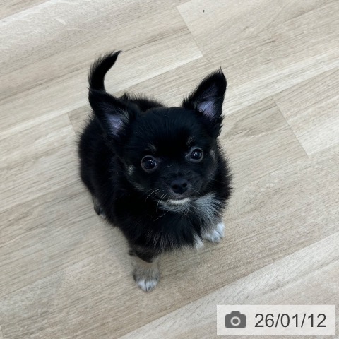 大阪府のチワワ(ロング) (ペットプラス 松原店/2025年11月7日生まれ/女の子/ブラックタン)の子犬の3枚目の画像