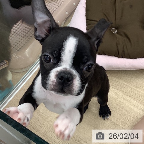 ボストン・テリアの写真