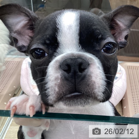 ボストン・テリアの写真