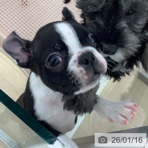 大阪府のボストンテリア (ペットプラス りんくう泉南店/2025年11月12日生まれ/男の子/ボストンカラー)の子犬の3枚目の画像