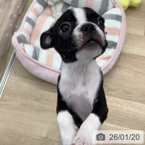 大阪府のボストンテリア (ペットプラス りんくう泉南店/2025年11月12日生まれ/男の子/ボストンカラー)の子犬の3枚目の画像