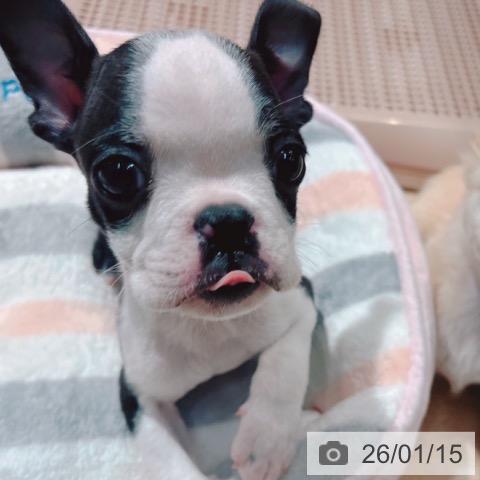 大阪府のボストンテリア (ペットプラス イオン大日店/2025年11月12日生まれ/男の子/ボストンカラー)の子犬の3枚目の画像