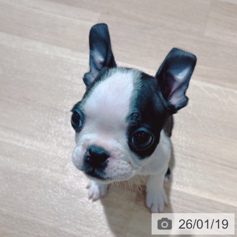 大阪府のボストンテリア (ペットプラス イオン大日店/2025年11月12日生まれ/男の子/ボストンカラー)の子犬の4枚目の画像