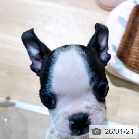 大阪府のボストンテリア (ペットプラス イオン大日店/2025年11月12日生まれ/男の子/ボストンカラー)の子犬の3枚目の画像