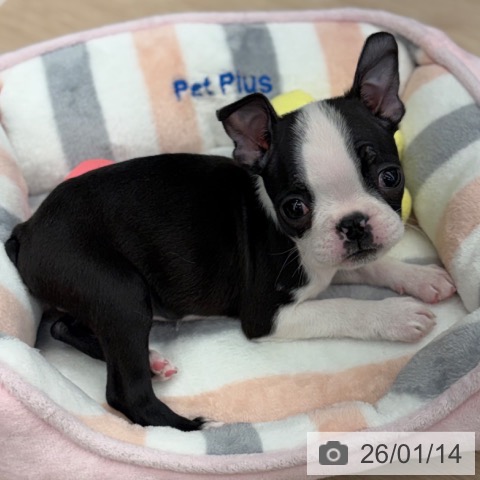 京都府のボストンテリア (ペットプラス 京都桂川店/2025年11月12日生まれ/女の子/ボストンカラー)の子犬の4枚目の画像