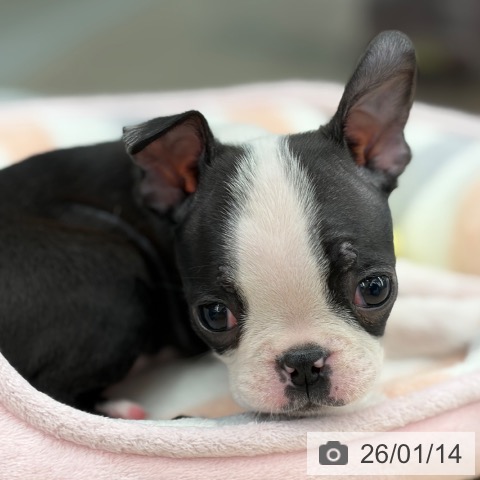 京都府のボストンテリア (ペットプラス 京都桂川店/2025年11月12日生まれ/女の子/ボストンカラー)の子犬の3枚目の画像