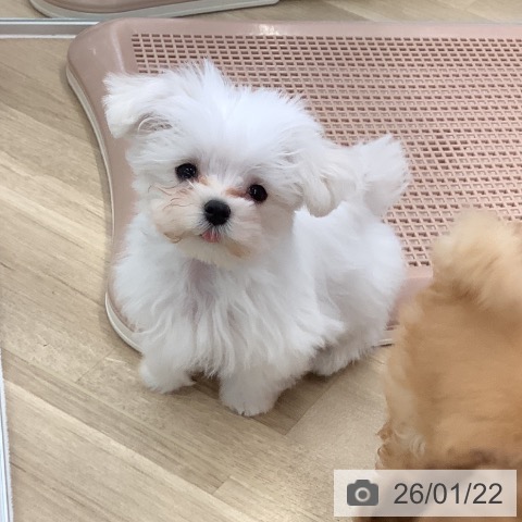 大阪府のマルチーズ (ペットプラス りんくう泉南店/2025年10月29日生まれ/男の子/ホワイト)の子犬の4枚目の画像