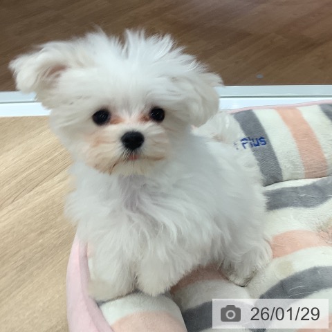 大阪府のマルチーズ (ペットプラス りんくう泉南店/2025年10月29日生まれ/男の子/ホワイト)の子犬の4枚目の画像