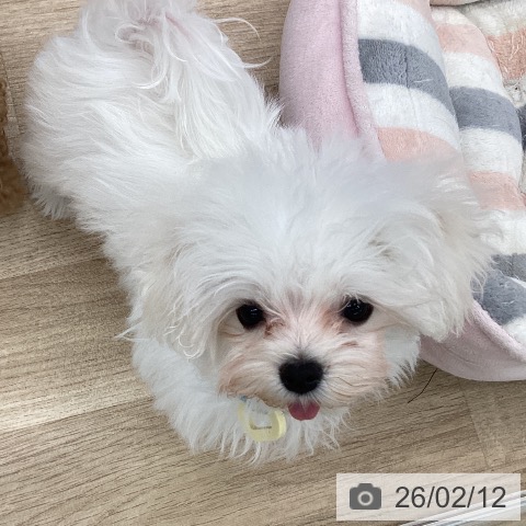大阪府のマルチーズ (ペットプラス りんくう泉南店/2025年10月29日生まれ/男の子/ホワイト)の子犬の4枚目の画像