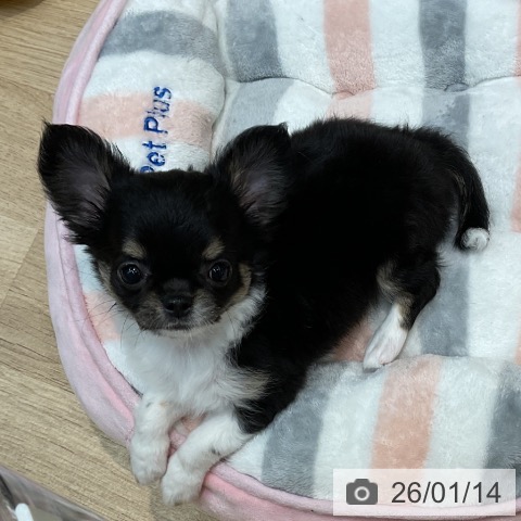 埼玉県のチワワ(ロング) (ペットプラス ららぽーと新三郷店/2025年11月12日生まれ/女の子/ブラックタンホワイト)の子犬の3枚目の画像