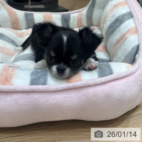 大阪府のチワワ(ロング) (ペットプラス 堺北花田店/2025年11月12日生まれ/男の子/ブラックタンホワイト)の子犬の4枚目の画像