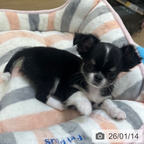 大阪府のチワワ(ロング) (ペットプラス 堺北花田店/2025年11月12日生まれ/男の子/ブラックタンホワイト)の子犬の3枚目の画像