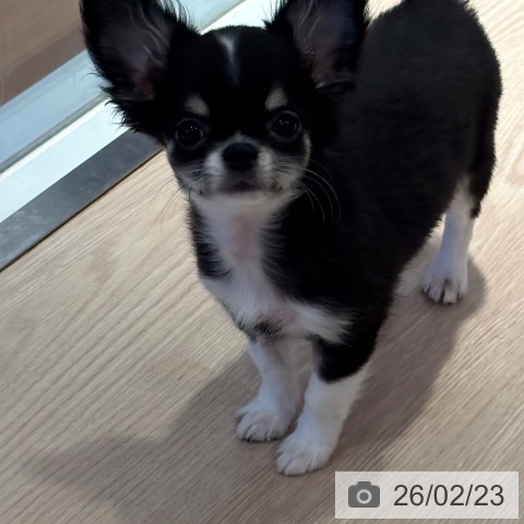 和歌山県のチワワ(ロング) (ペットプラス 和歌山店/2025年11月12日生まれ/男の子/ブラックタンホワイト)の子犬の4枚目の画像