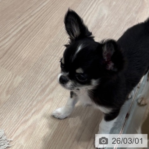 和歌山県のチワワ(ロング) (ペットプラス 和歌山店/2025年11月12日生まれ/男の子/ブラックタンホワイト)の子犬の4枚目の画像