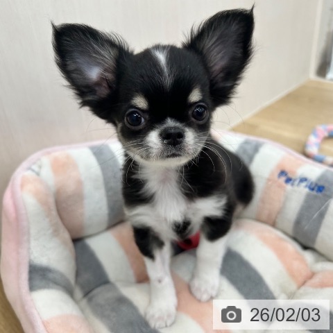 大阪府のチワワ(ロング) (ペットプラス 松原店/2025年11月12日生まれ/男の子/ブラックタンホワイト)の子犬の3枚目の画像
