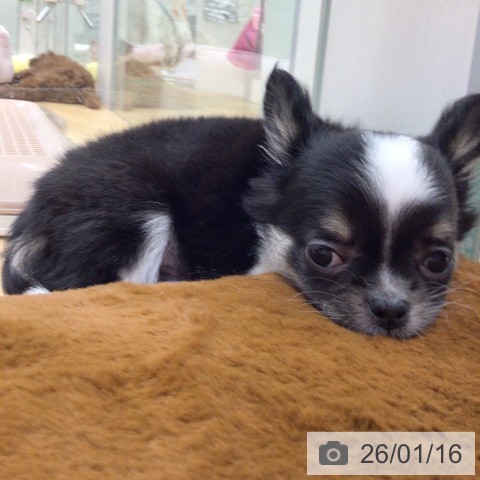 埼玉県のチワワ(ロング) (ペットプラス 浦和美園店/2025年11月12日生まれ/男の子/ブラックタンホワイト)の子犬の4枚目の画像