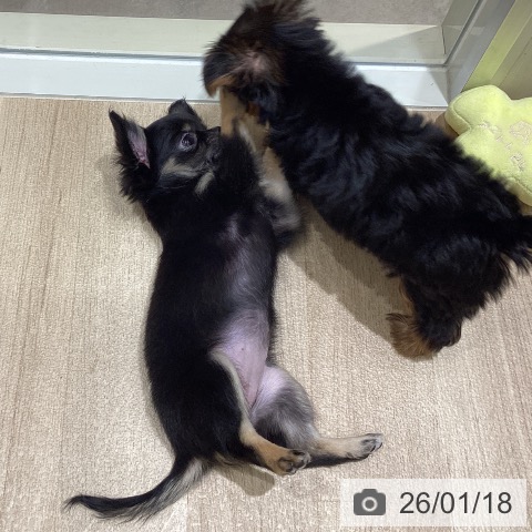 宮城県のチワワ(ロング) (ペットプラス 仙台上杉店/2025年11月12日生まれ/女の子/ブラックタン)の子犬の4枚目の画像