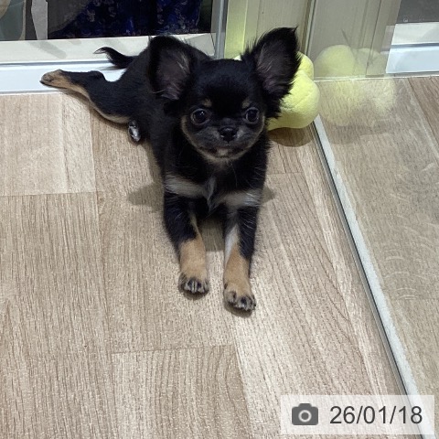 宮城県のチワワ(ロング) (ペットプラス 仙台上杉店/2025年11月12日生まれ/女の子/ブラックタン)の子犬の3枚目の画像