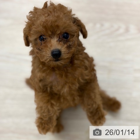 京都府のトイプードル(トイ) (ペットプラス 京都桂川店/2025年11月11日生まれ/男の子/レッドフォーン)の子犬の3枚目の画像