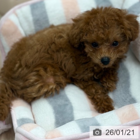 京都府のトイプードル(トイ) (ペットプラス 京都桂川店/2025年11月11日生まれ/男の子/レッドフォーン)の子犬の3枚目の画像