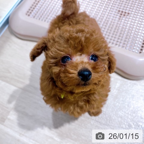 トイ・プードルの写真