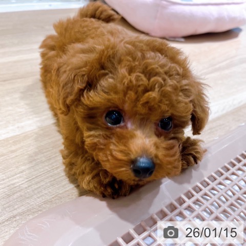 トイ・プードルの写真