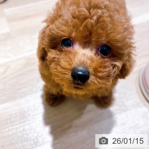 大阪府のトイプードル(トイ) (ペットプラス イオン大日店/2025年11月11日生まれ/女の子/レッドフォーン)の子犬の4枚目の画像