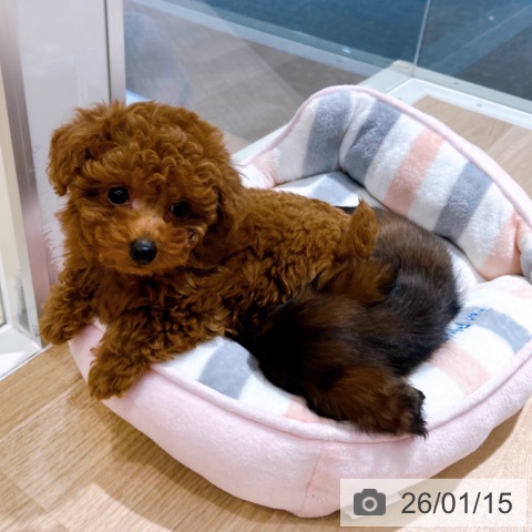 大阪府のトイプードル(トイ) (ペットプラス イオン大日店/2025年11月11日生まれ/女の子/レッドフォーン)の子犬の3枚目の画像