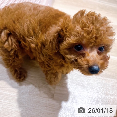 大阪府のトイプードル(トイ) (ペットプラス イオン大日店/2025年11月11日生まれ/女の子/レッドフォーン)の子犬の4枚目の画像