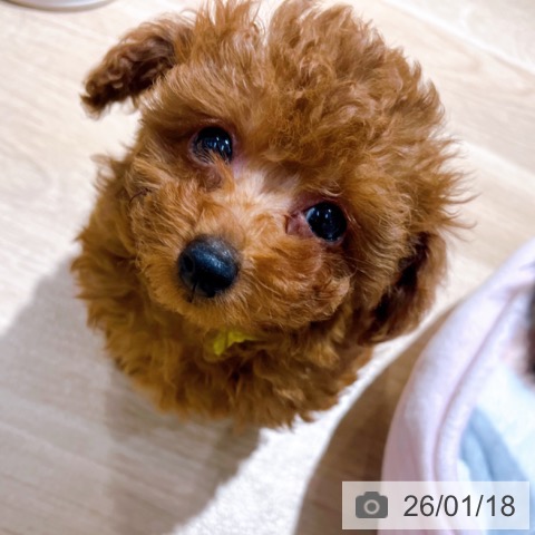 大阪府のトイプードル(トイ) (ペットプラス イオン大日店/2025年11月11日生まれ/女の子/レッドフォーン)の子犬の3枚目の画像