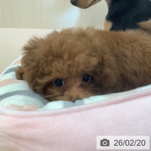 兵庫県のトイプードル(トイ) (ペットプラス 姫路大津店/2025年11月11日生まれ/女の子/レッドフォーン)の子犬の4枚目の画像