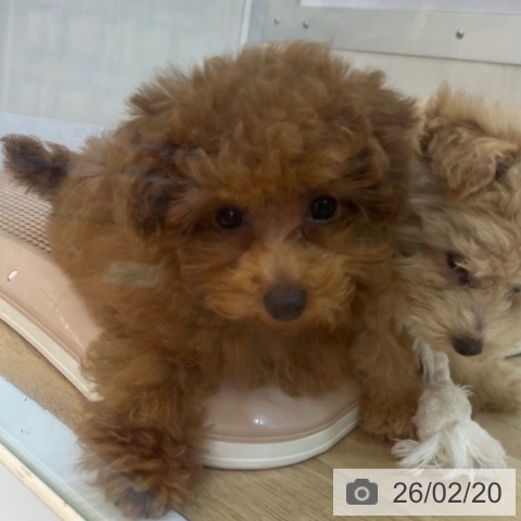 兵庫県のトイプードル(トイ) (ペットプラス 姫路大津店/2025年11月11日生まれ/女の子/レッドフォーン)の子犬の3枚目の画像