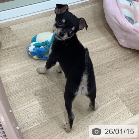 大阪府のチワワ(ロング) (ペットプラス 鶴見店/2025年11月14日生まれ/男の子/ブラッククリーム)の子犬の4枚目の画像