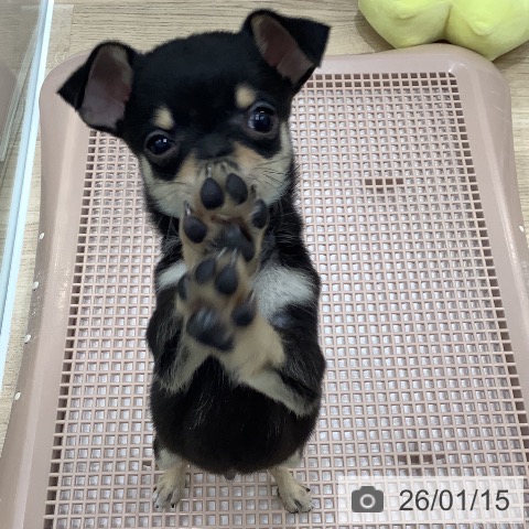 大阪府のチワワ(ロング) (ペットプラス 鶴見店/2025年11月14日生まれ/男の子/ブラッククリーム)の子犬の3枚目の画像