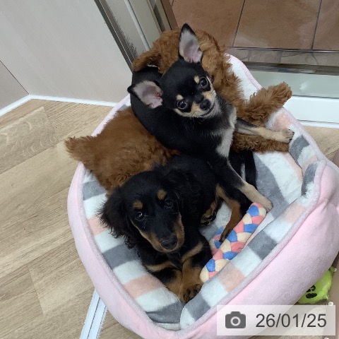 大阪府のチワワ(ロング) (ペットプラス 鶴見店/2025年11月14日生まれ/男の子/ブラッククリーム)の子犬の3枚目の画像