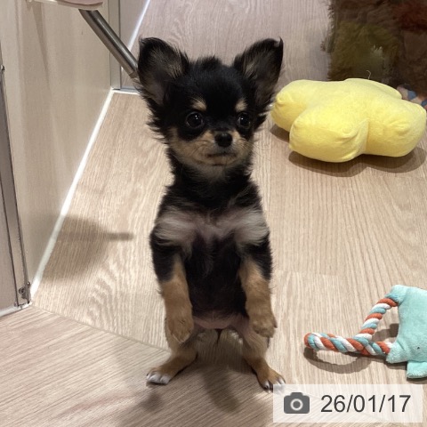 神奈川県のチワワ(ロング) (ペットプラス 新百合丘店/2025年11月14日生まれ/女の子/ブラックタン)の子犬の3枚目の画像