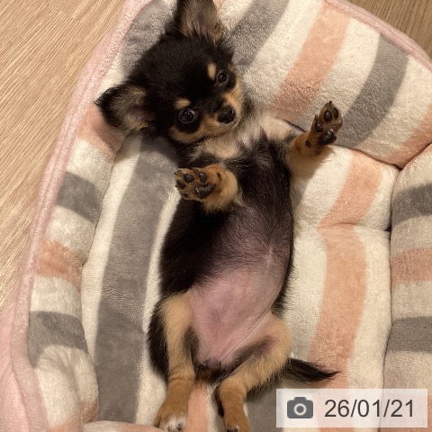 神奈川県のチワワ(ロング) (ペットプラス 新百合丘店/2025年11月14日生まれ/女の子/ブラックタン)の子犬の4枚目の画像