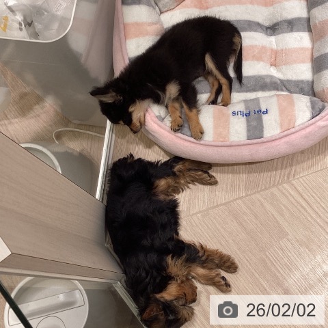 神奈川県のチワワ(ロング) (ペットプラス 新百合丘店/2025年11月14日生まれ/女の子/ブラックタン)の子犬の4枚目の画像