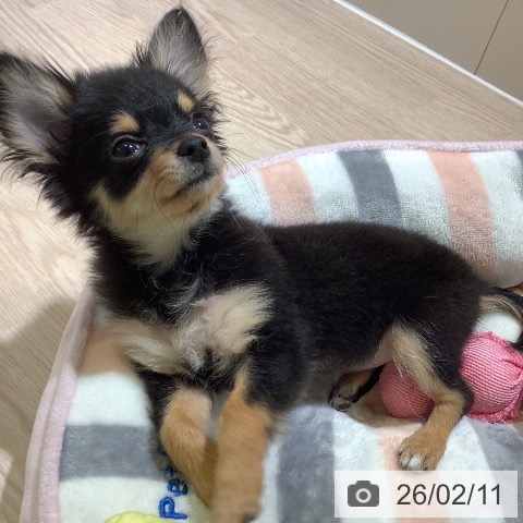 神奈川県のチワワ(ロング) (ペットプラス 新百合丘店/2025年11月14日生まれ/女の子/ブラックタン)の子犬の4枚目の画像