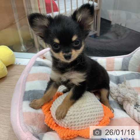 神奈川県のチワワ(ロング) (ペットプラス 新百合丘店/2025年11月14日生まれ/女の子/ブラックタン)の子犬の3枚目の画像