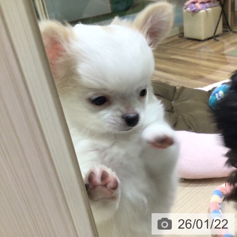 神奈川県のチワワ(ロング) (ペットプラス 川崎ルフロン店/2025年11月14日生まれ/男の子/ホワイトクリーム)の子犬の4枚目の画像